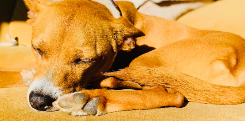 imagen post blog veterinaria Pozoblanco efectos del sol en la piel de las mascotas