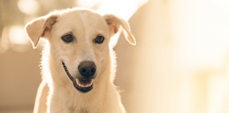 imagen post blog pozoblanco efectos del sol en las mascotas