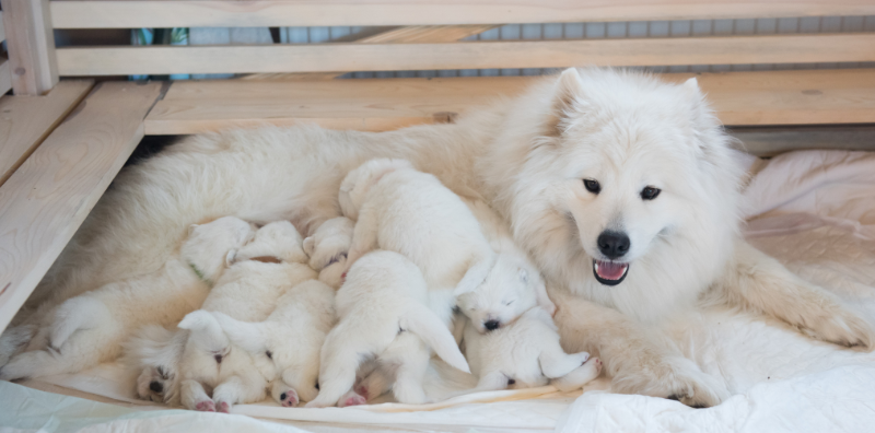 Veterinaria Pozoblanco post blog Nutrición de tu mascota en la gestación y lactancia