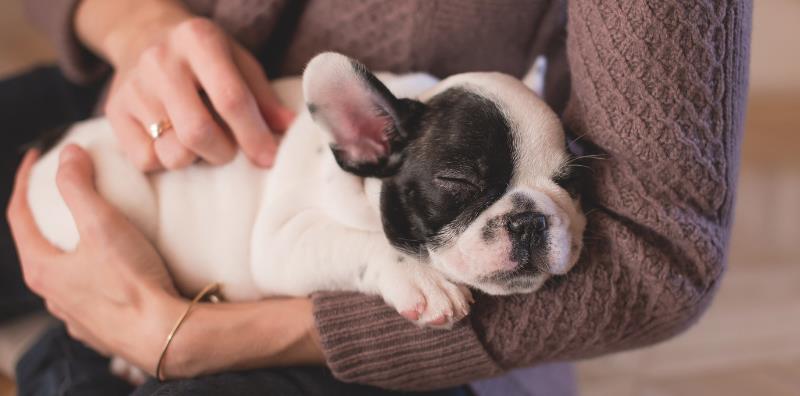 imagen consejos para preparar la llegada de un cachorro blog pozoblanco